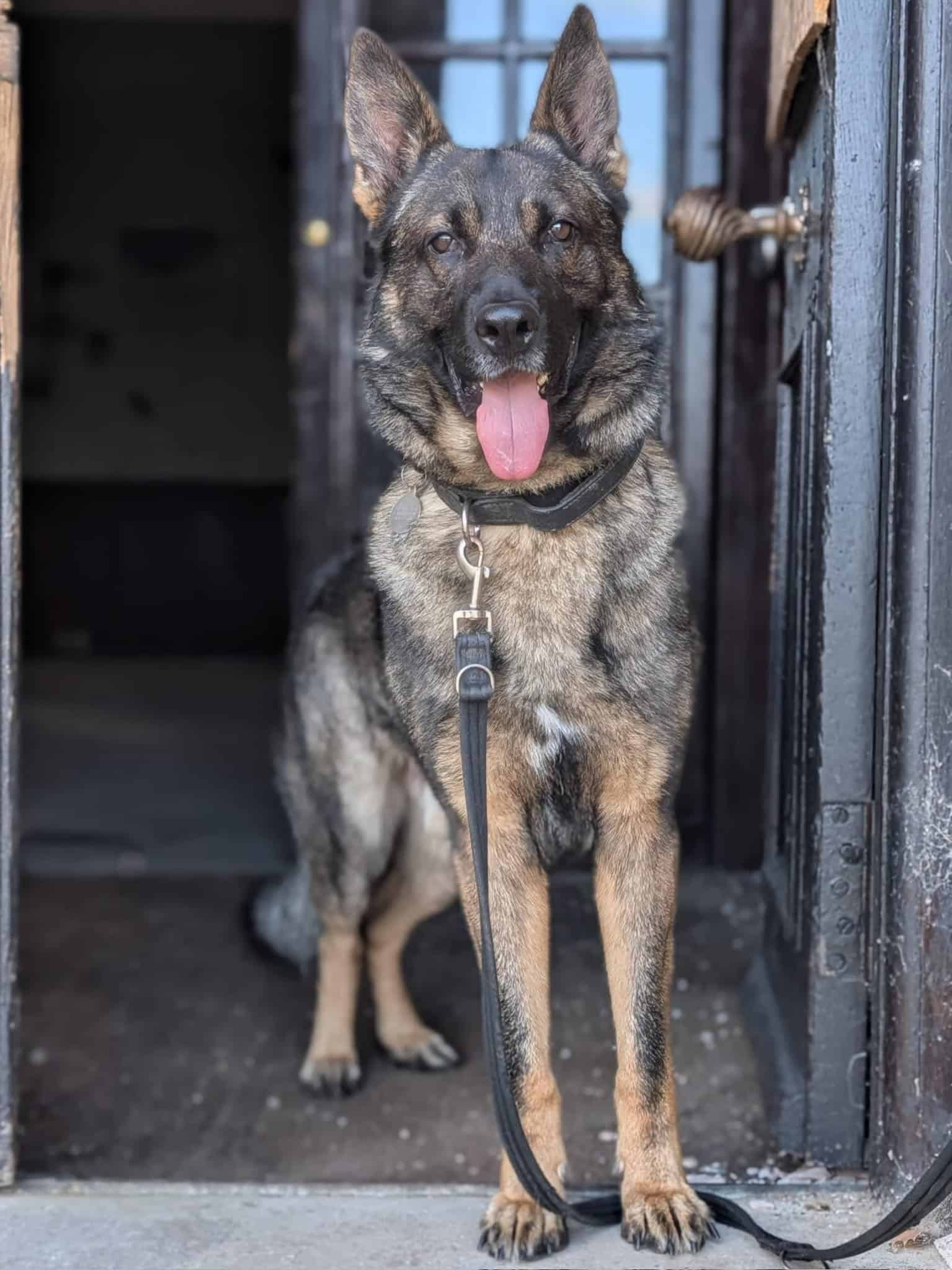 German Shepherd standing calmly in a doorway wearing a lead and collar